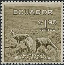 Guanaco (Lama guanicoe)