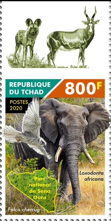 Falco cherrug - Loxodonta africana
