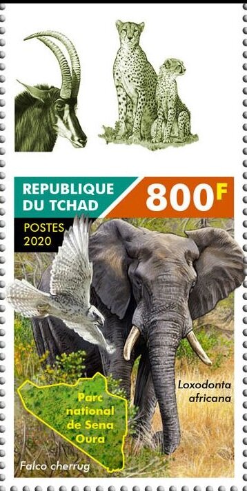 Falco cherrug - Loxodonta africana