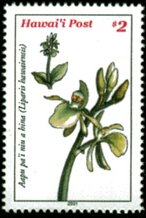 'Okika o Hawai'i (Hawaiian Orchids Part I in a series)