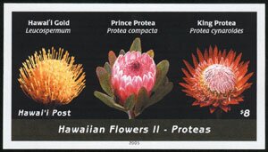 Hawaiian Flowers II - Proteas