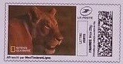 Lioness