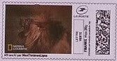 Male Lion 2