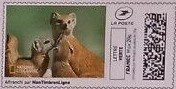 Meerkats