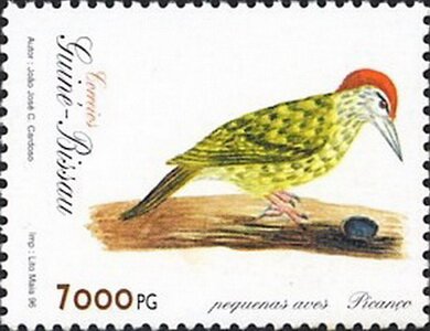 European green woodpecker (Picus viridis)