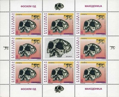 Monkey (Mesopithecus pentelici)