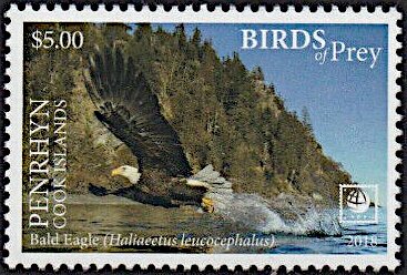 Bald Eagle (Haliaeetus leucocephalus)