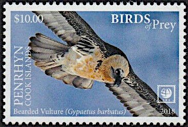 Bearded Vulture (Gypaetus barbatus)