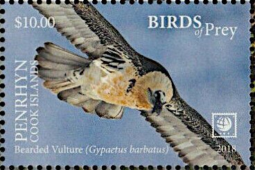 Bearded Vulture (Gypaetus barbatus)