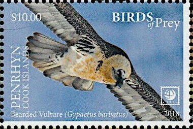 Bearded Vulture (Gypaetus barbatus)