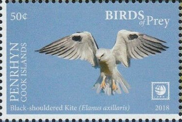 Black-shouldered Kite (Elanus axillaris)