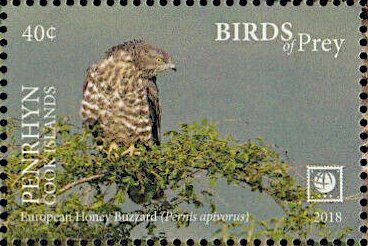 European Honey Buzzard (Pernis apivorus)