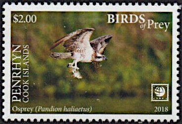 Osprey (Pandion haliaetus)