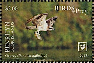 Osprey (Pandion haliaetus)