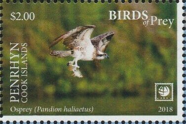 Stamp, Osprey (Pandion haliaetus), Penrhyn,  , Animals (Fauna), Birds, Birds of Prey, Eagles