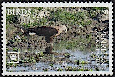 Pallas's Fish-Eagle (Haliaeetus leucoryphus)