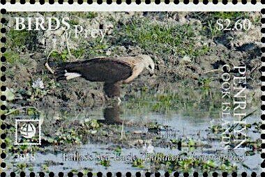 Pallas's Sea Eagle (Haliaeetus leucoryphus)