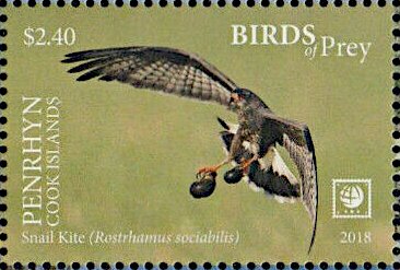 Snail Kite (Rostrhamus sociabilis)