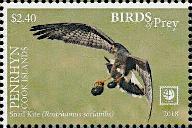 Snail Kite (Rostrhamus sociabilis)