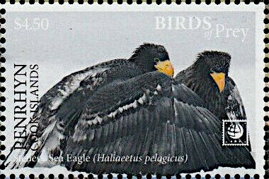 Steller's Sea Eagle (Haliaeetus pelagicus)