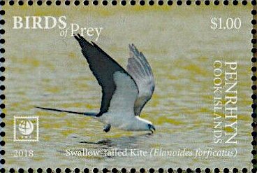 Swallow-tailed Kite (Elanoides forficatus)