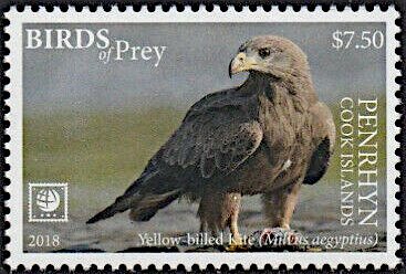 Yellow-billed Kite (Milvus aegyptius)