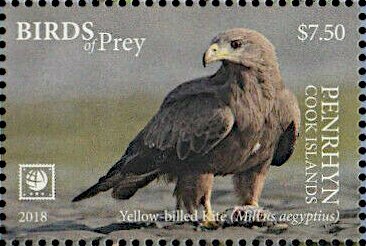 Yellow-billed Kite (Milvus aegyptius)