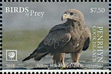 Yellow-billed Kite (Milvus aegyptius)