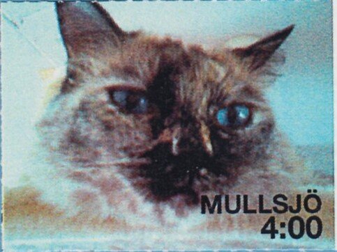 Cat "Tosca"