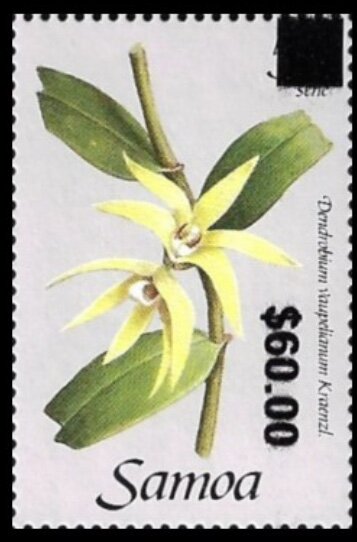 Dendrobium vaupelianum Surcharged