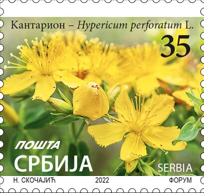 St. John's Wort (Hypericum perforatum) (2022 Imprint)