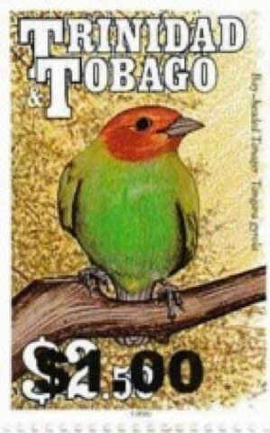 Bay-headed Tanager (Tangara gyrola) - Surcharged