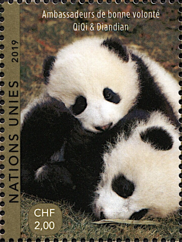 Giant Panda (Ailuropoda melanoleuca)