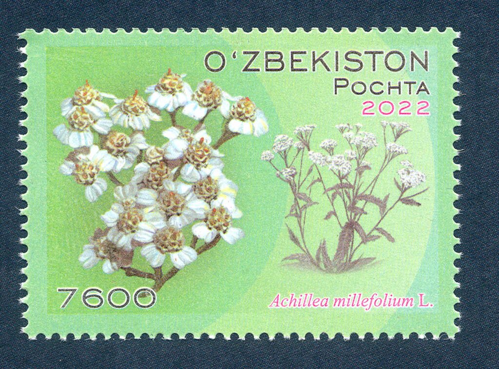 Achillea millefolium L.