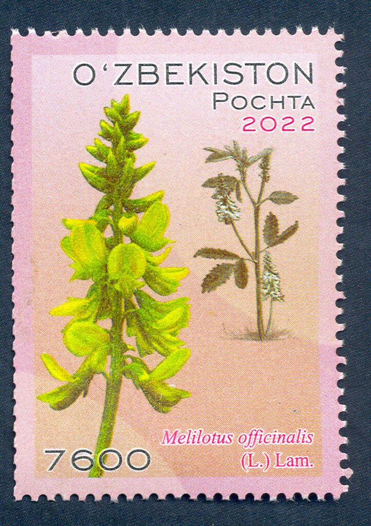 Melilotus officinalis (L.) Lam