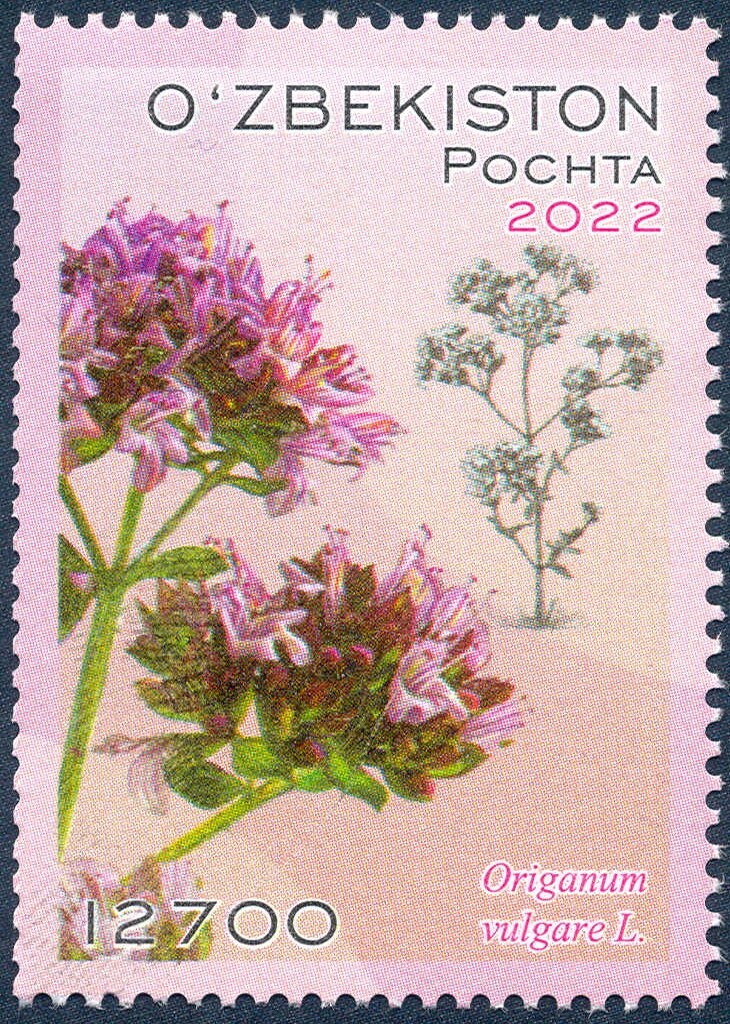 Origanum vulgare L.