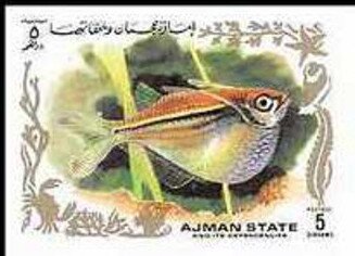 Bijlzam Fish