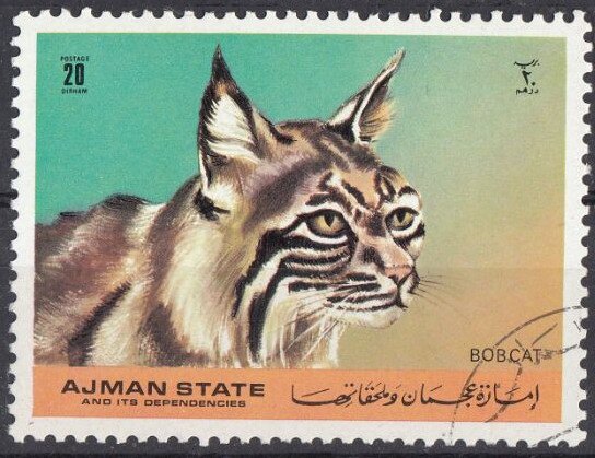 Bobcat (Lynx rufus)