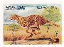 Cheetah (Acinonyx jubatus)