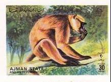 Gibbon