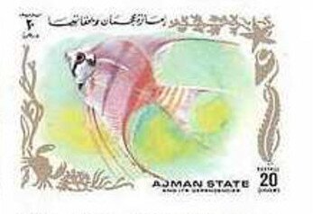 Maan Fish