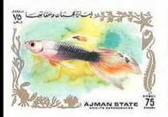 Sluierstaartzalm Fish