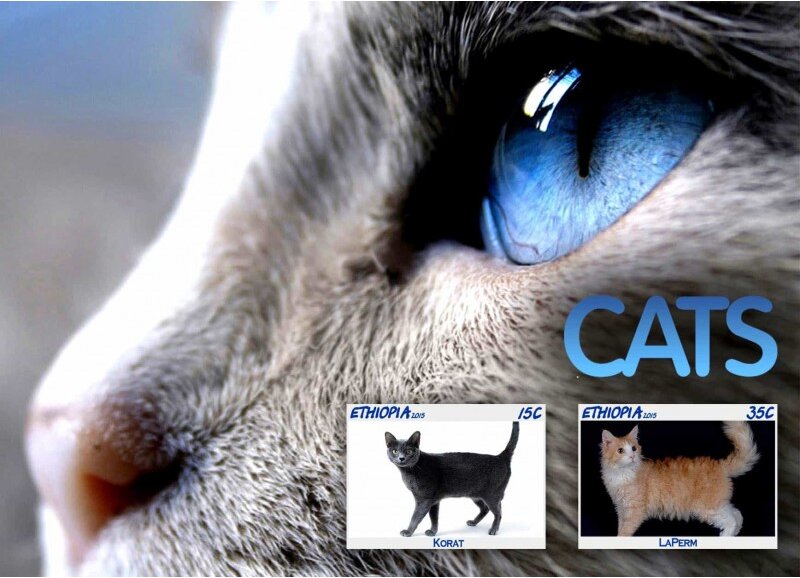 Fauna Cats