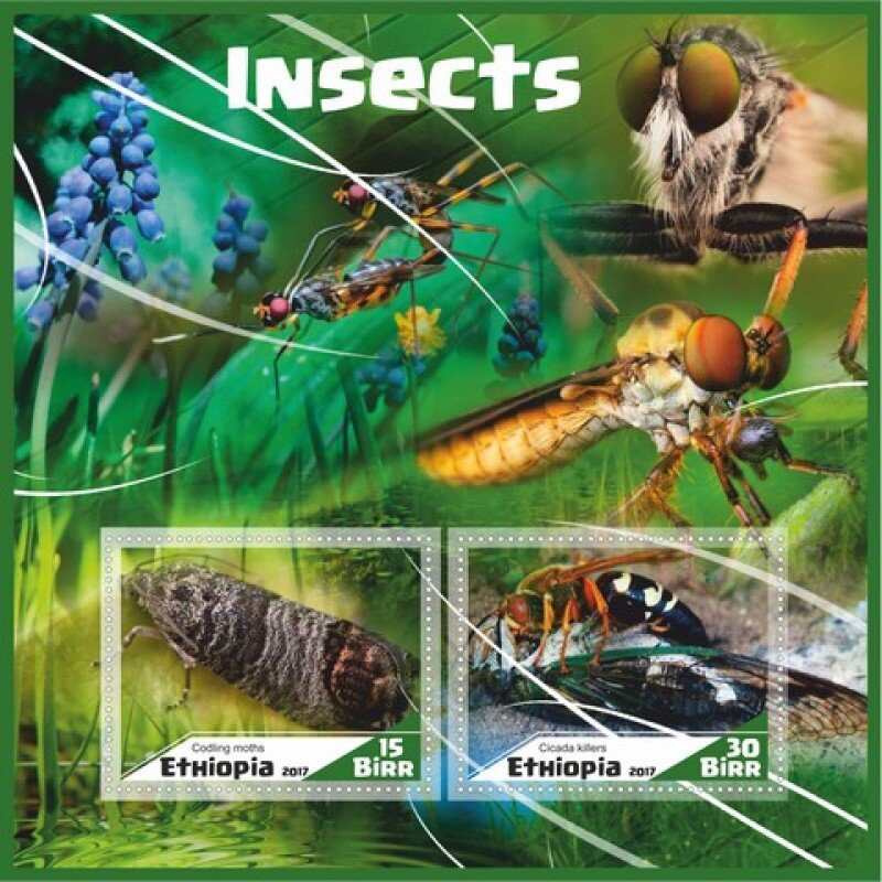 Fauna Insects