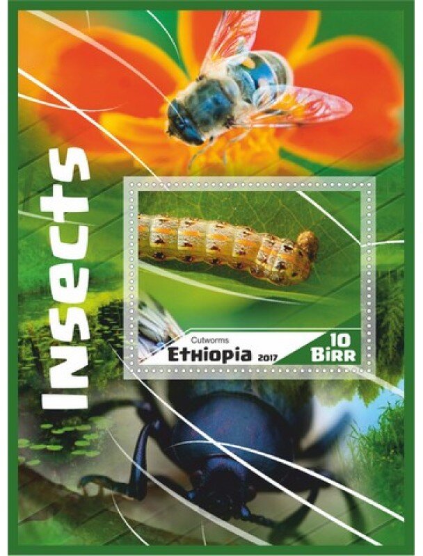 Fauna Insects