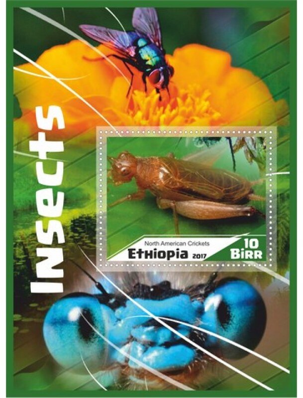 Fauna Insects