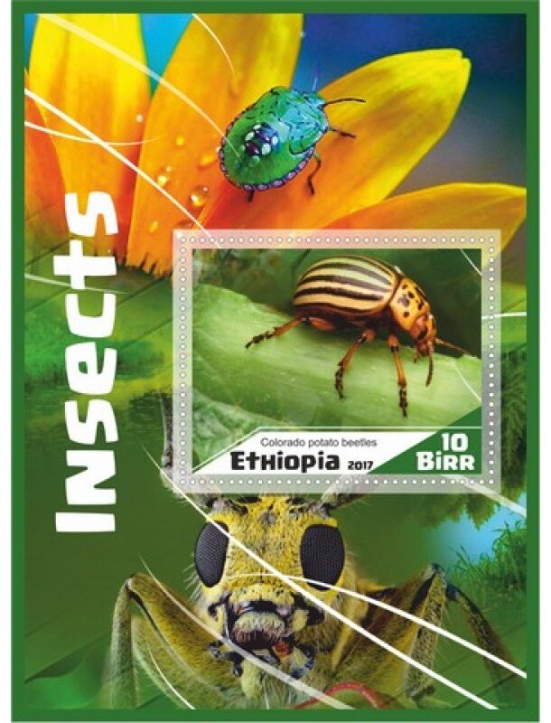 Fauna Insects