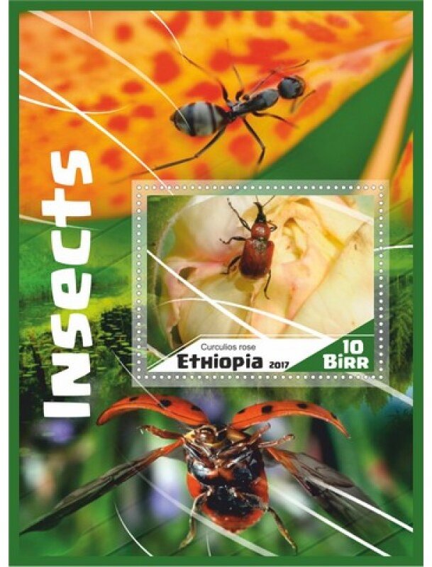 Fauna Insects
