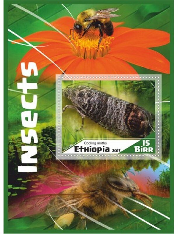Fauna Insects