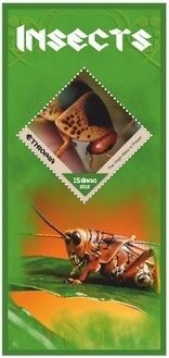 Fauna Insects